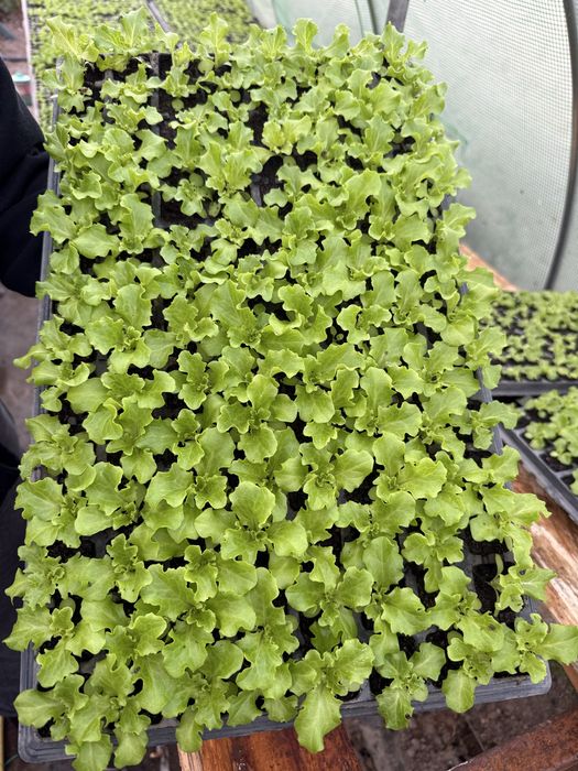 Разсад зелена салата Фънфикс