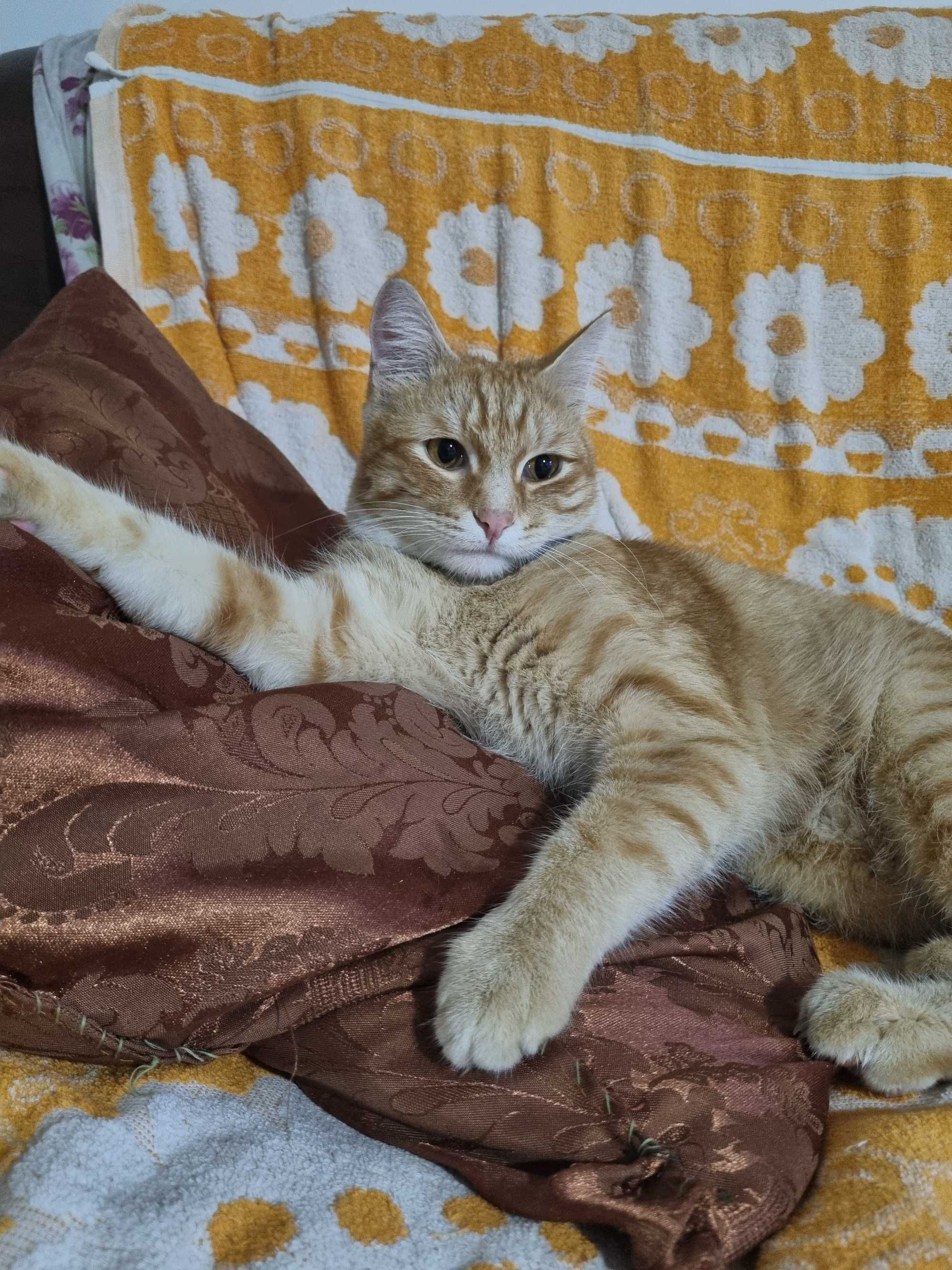 Передержка котов и кошечек, птиц, хомяков