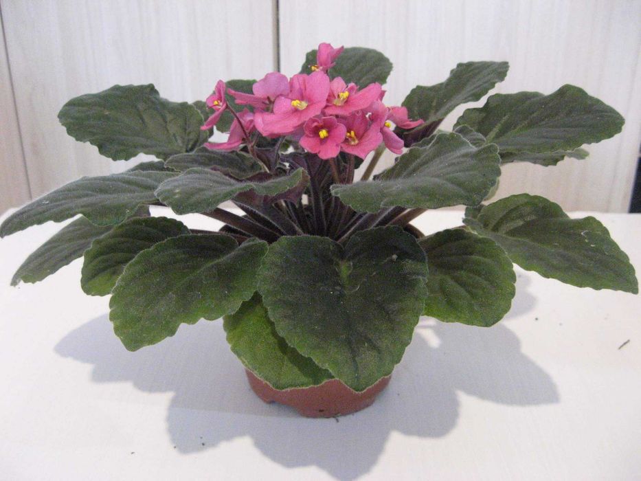 сентполии (африканска теменужка)