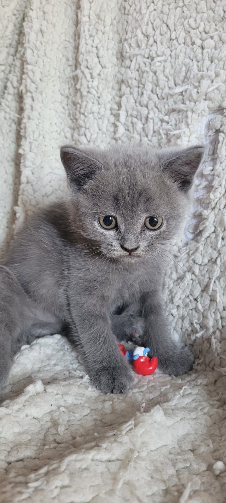 British shorthair