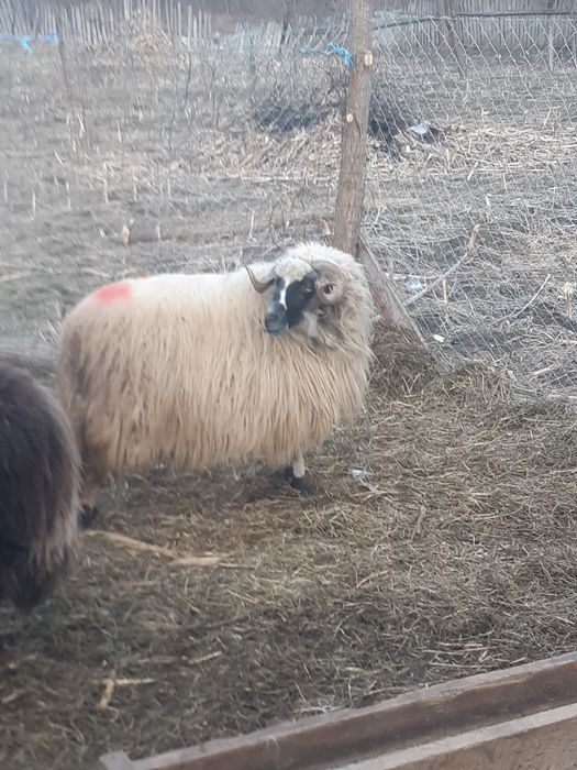 12 oi țurcane,8 țigăi,tinere