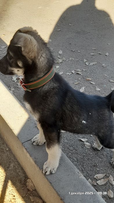 Продам     щенка