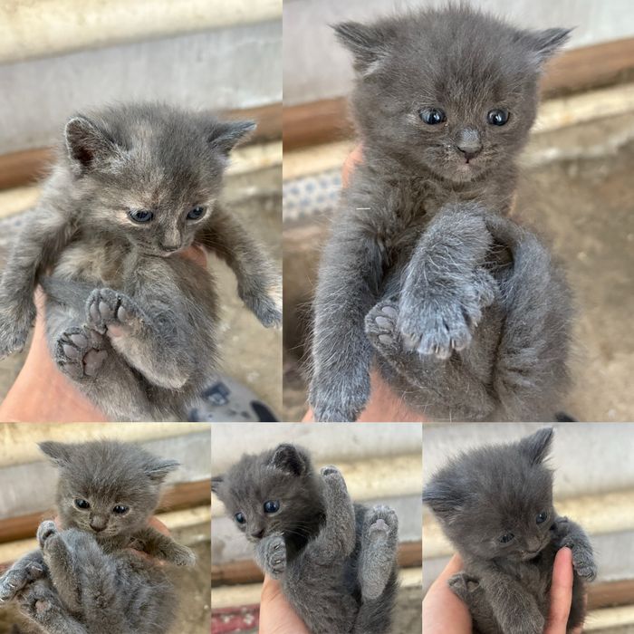 Отдам котят в добрые руки.