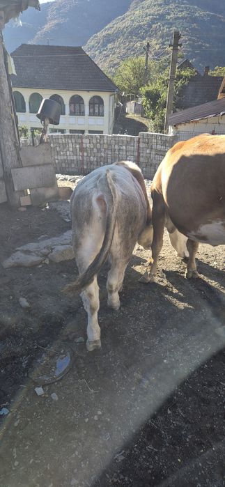 Vând vitel in vârstă de 8 luni