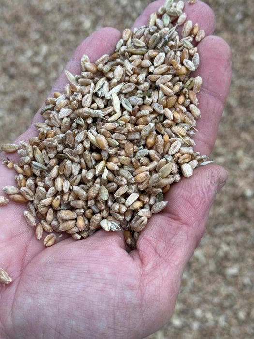 чистая пшеница