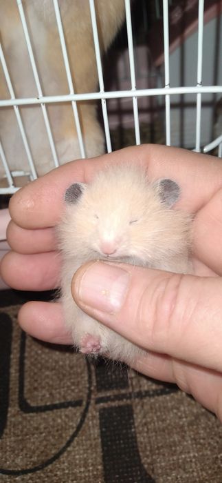 Хомячки молодые Смотрите 4фото Читайте описании