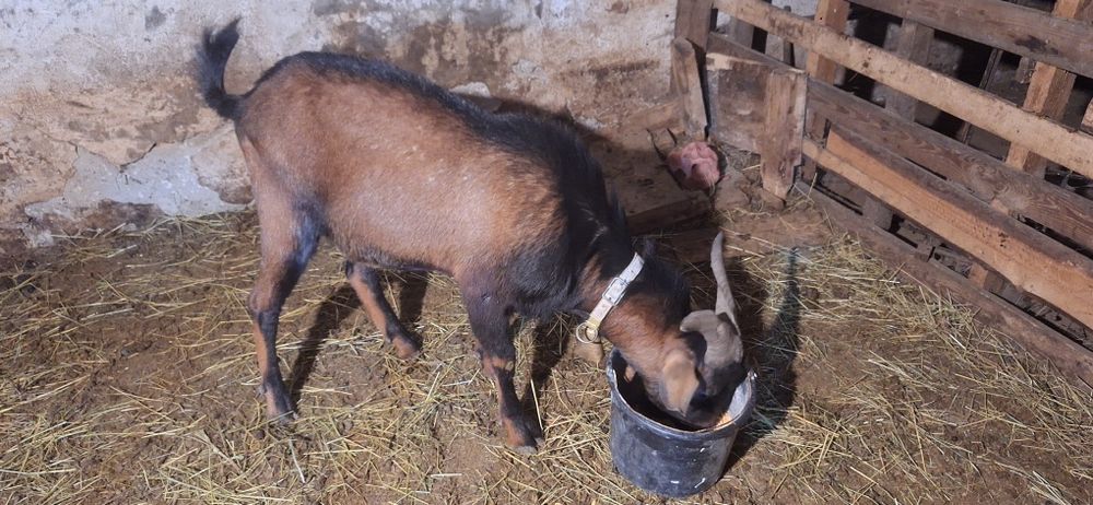 Vand sau schimb tapi din rasa alpin francez