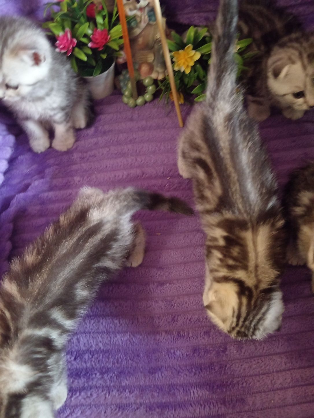 Продам шотладскую прямоухую кошечку .