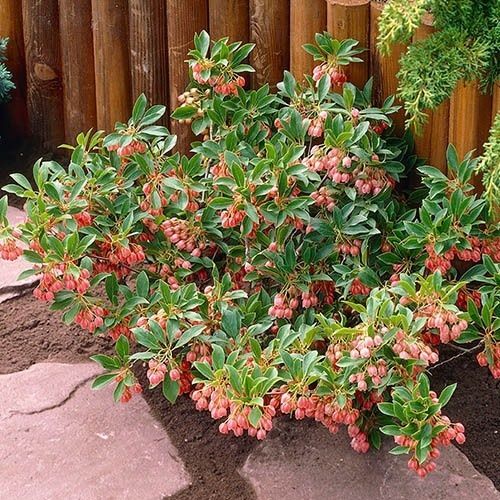 Енкиантус кампанулис/ enkianthus campanulatus