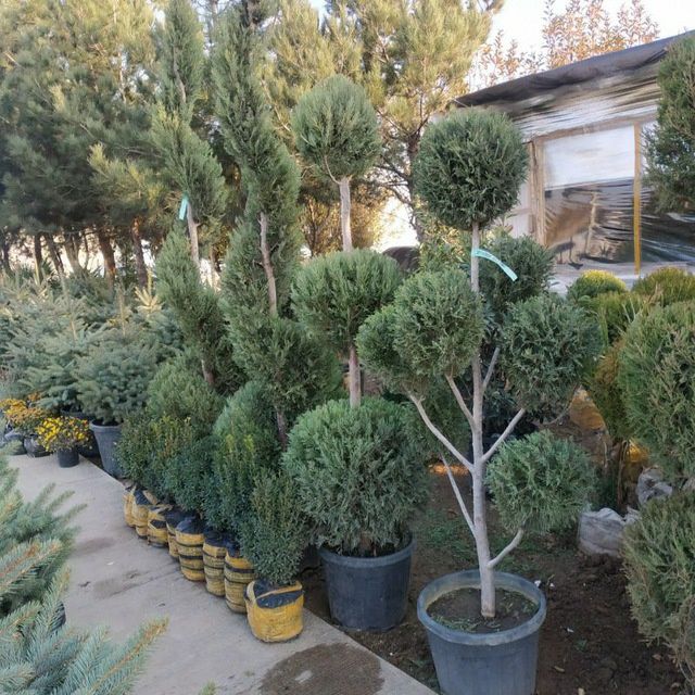 Archalar 1oy kafolat qurimasligiga