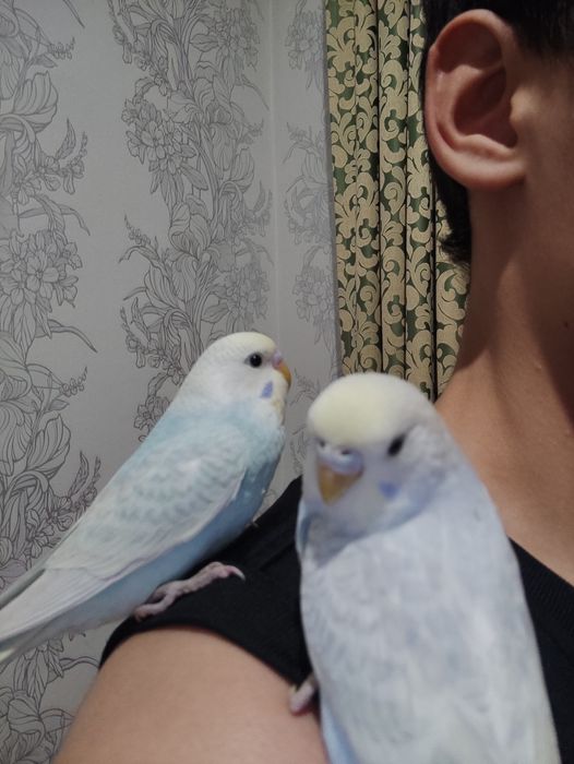 Ручные радужные волнистые попугаи