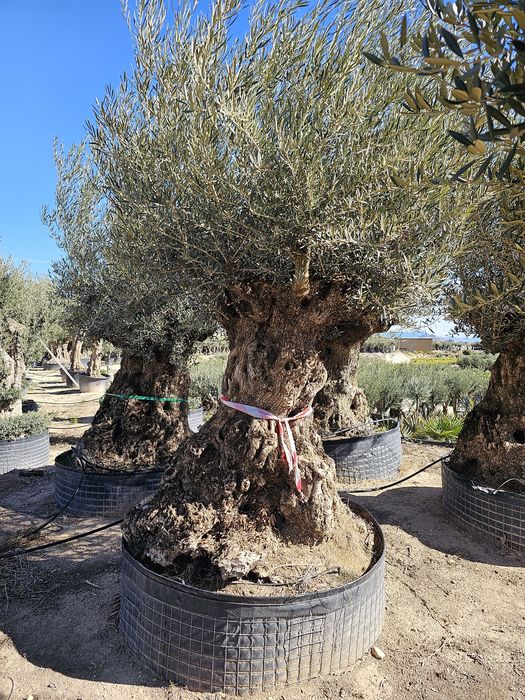 Maslini Seculari transport gratuit ( reduceri 40 % )