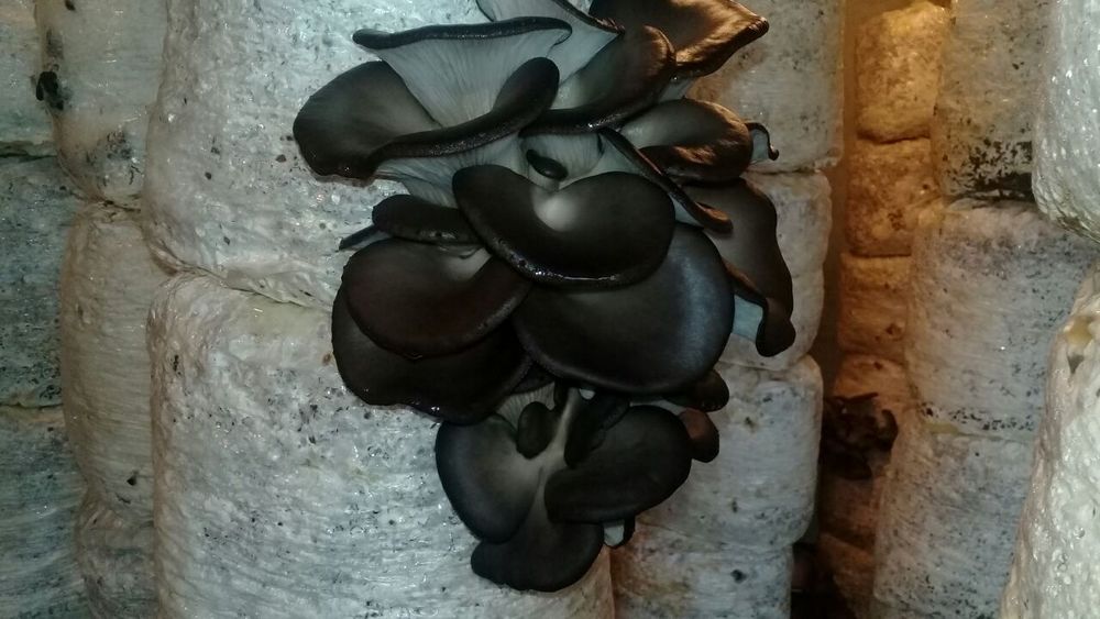 Ку́зикорин уруґи. Вешенка нави. Качественные семена грибов.