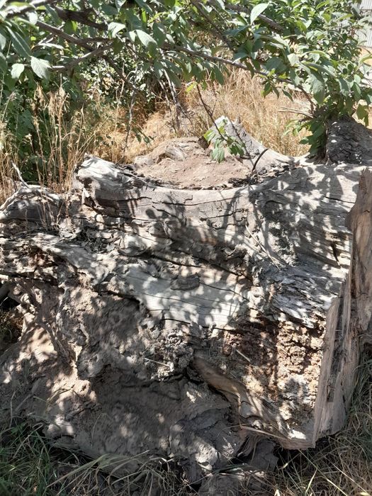 Мева ва ёнгок дарахтларидан утин.