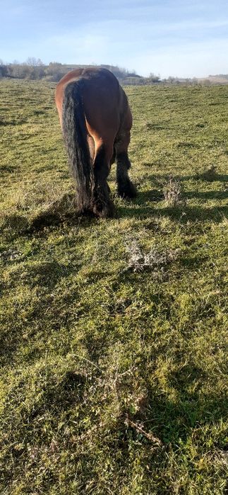 Vând armăsar foarte Cuminte