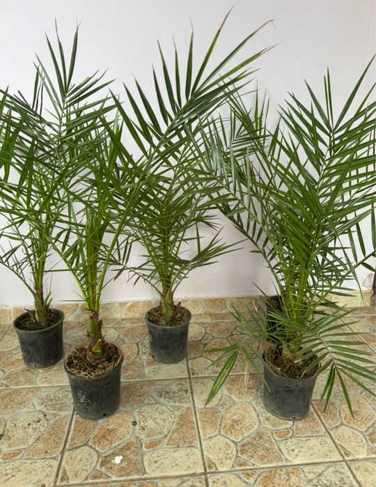 Phoenix Canariensis 80-100 cm