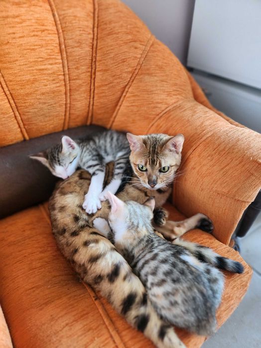 Бенгало Сфински котки