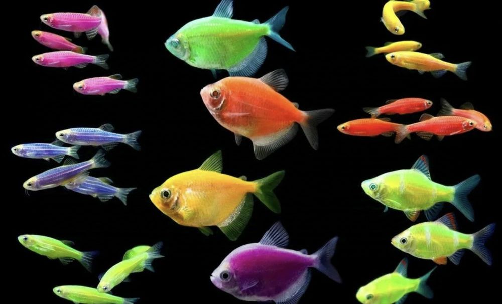 Гуппи, Данио Глофиш и Тернеции Глофиш