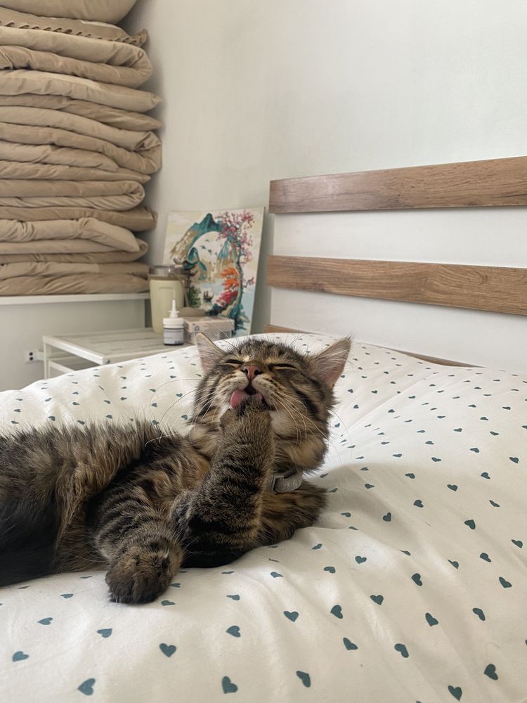 Ищем дом котятам