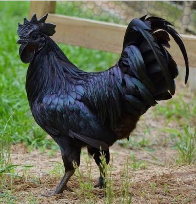 Vând găini de rasă: Australorp și Ayam Cemani