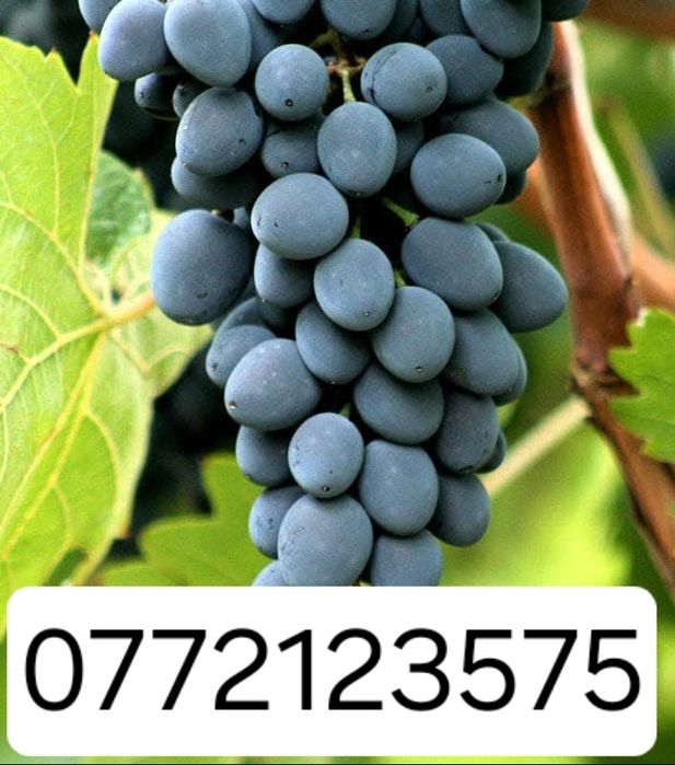 Butasi vita de vie altoita și hibrid