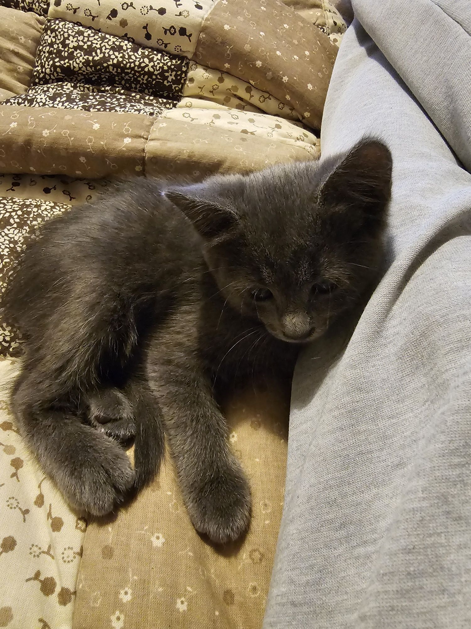 Котенце. Сивичко за подарък .