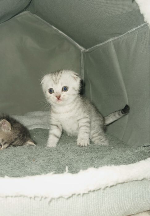 котенок продается