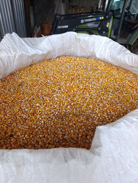 Orz producție 2025 și grăunțe moldovenești