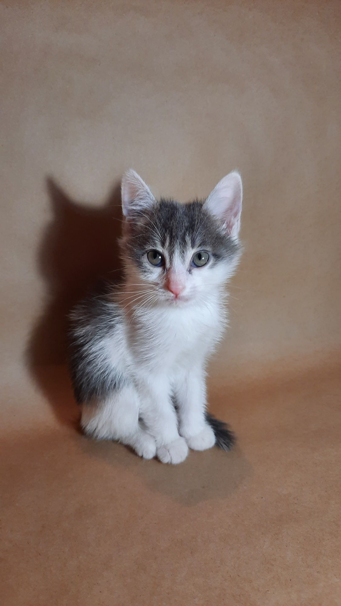 Котята в хорошие руки