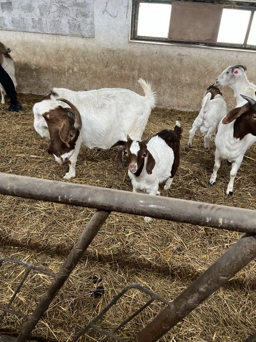 Disponibil capre si iezi din rasa Boer vacinate si deparazitate confor