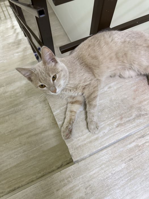 Найден котенок, ласковый видоо что домашний.