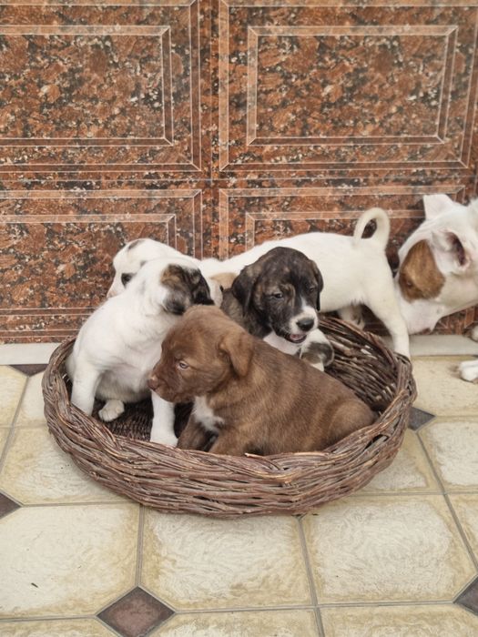 Pitbull..bollari sotiladi garantyasi bor tozza narsalar.