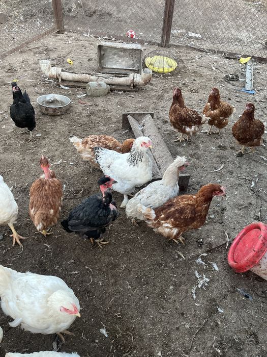 продам куриц несушек