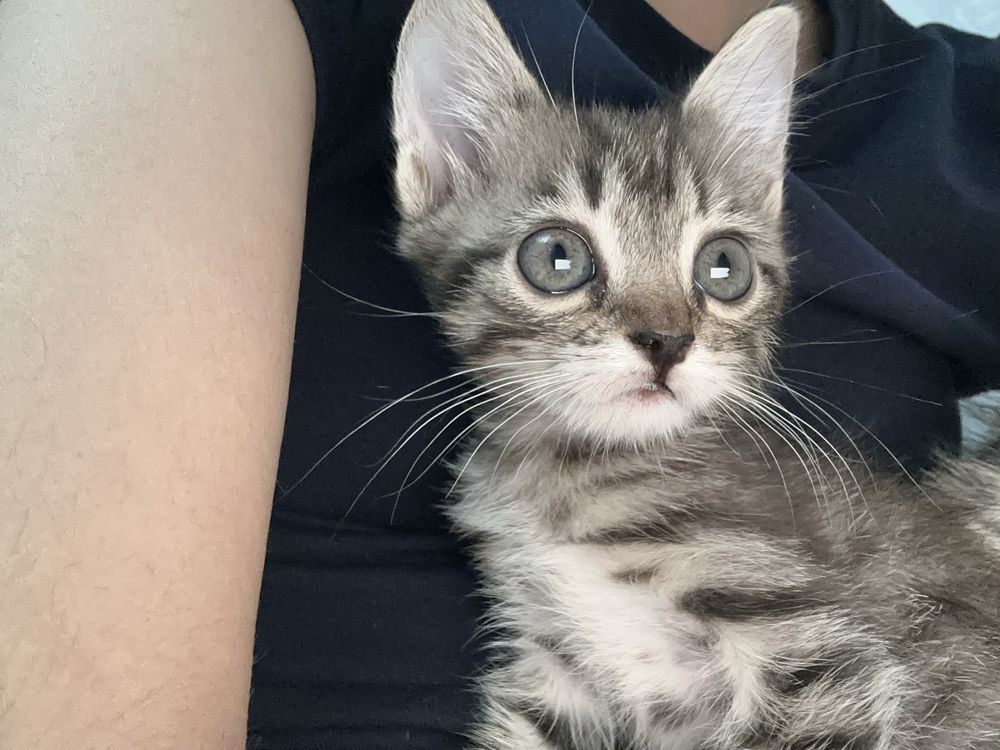 Котята девчата в добрые руки