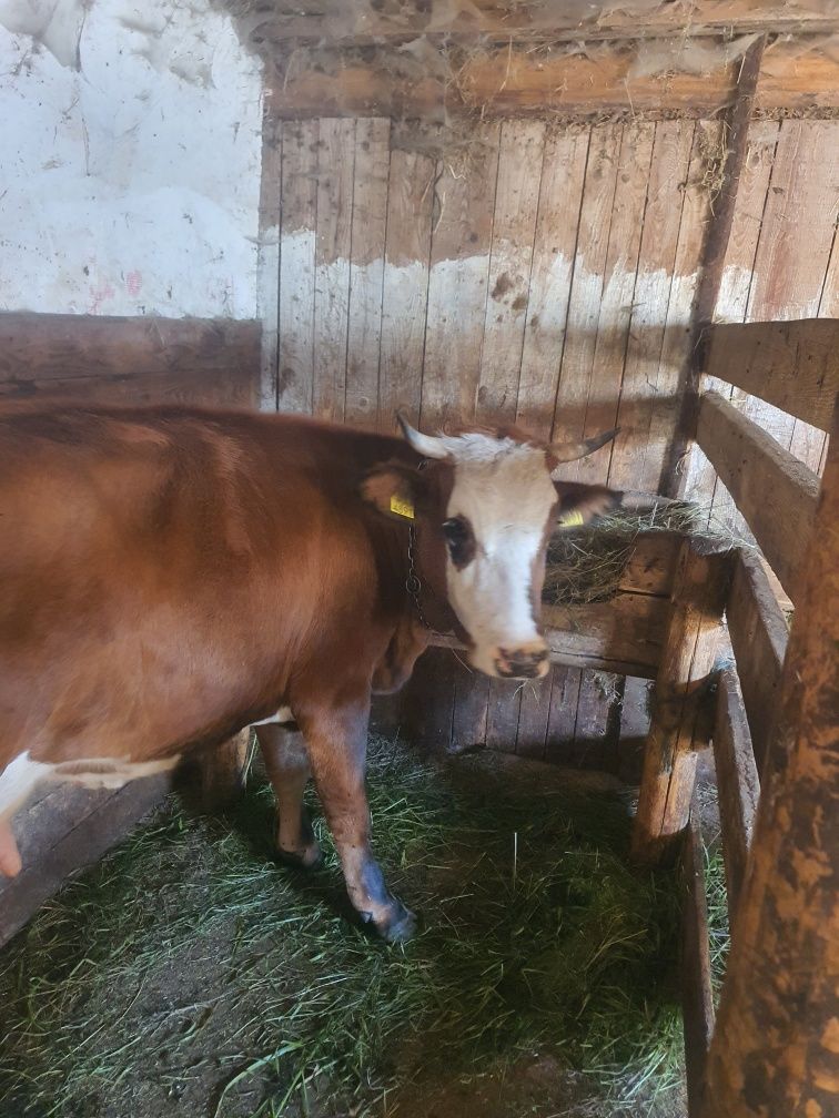 Junca la prima fatare cuminte la muls sau scimb cu vaci de abator .