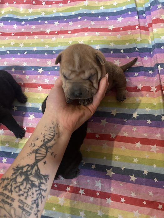 Catelusi shar pei in cautare de familii iubitoare