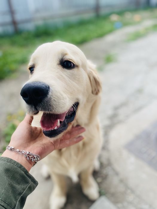 Catelus golden retriever