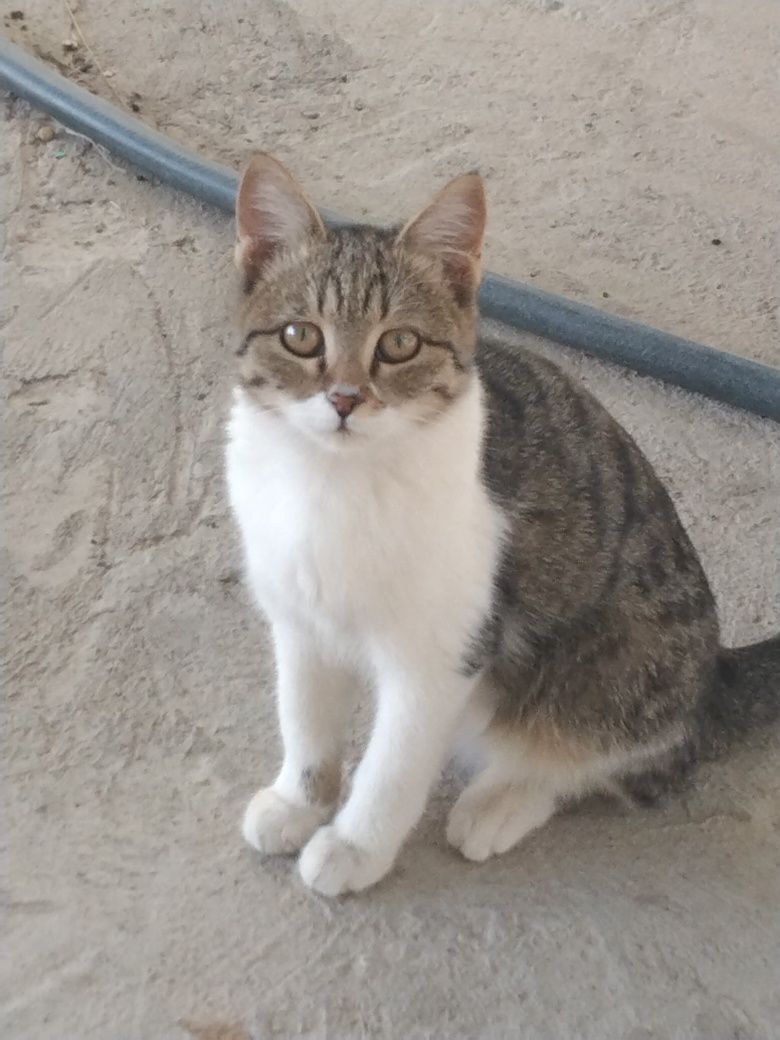 Отдам бесплатно котят
