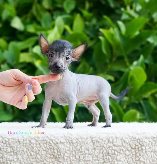 Xoloitzcuintli mini/xolo mini/mexican fara par cu pedigree - baietel