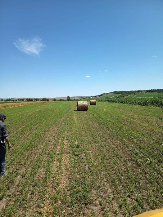 Vind baloti de Lucerna mari si mici coasa 3 anul  2