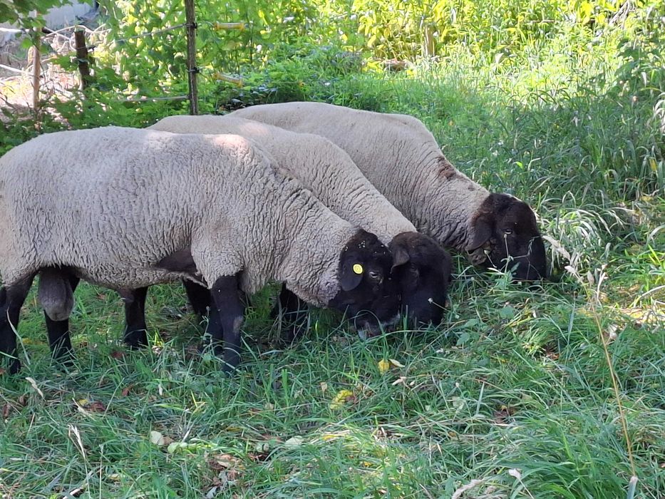 Berbeci  Suffolk 4 buc