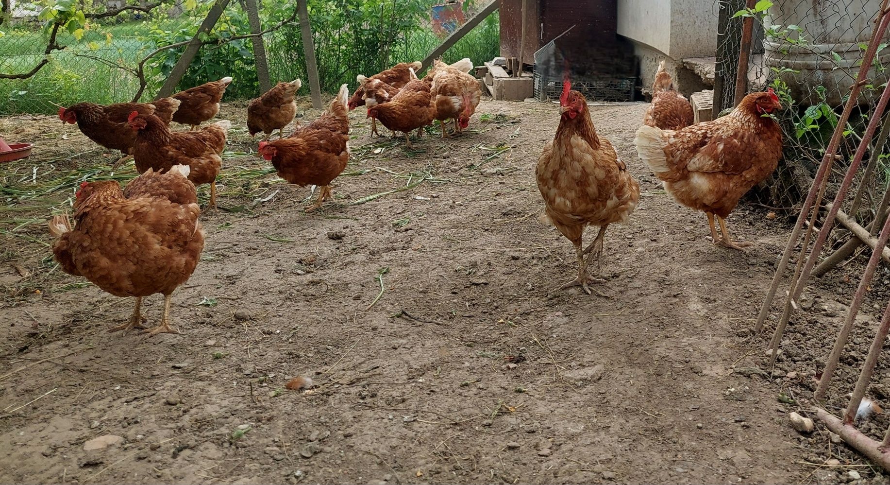 15 gaini si un cocos