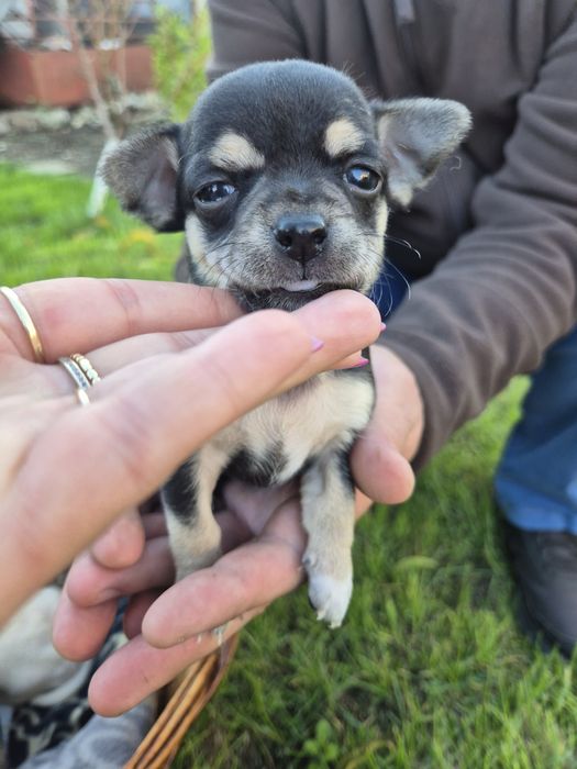 Мини чихуахуа пет момченца