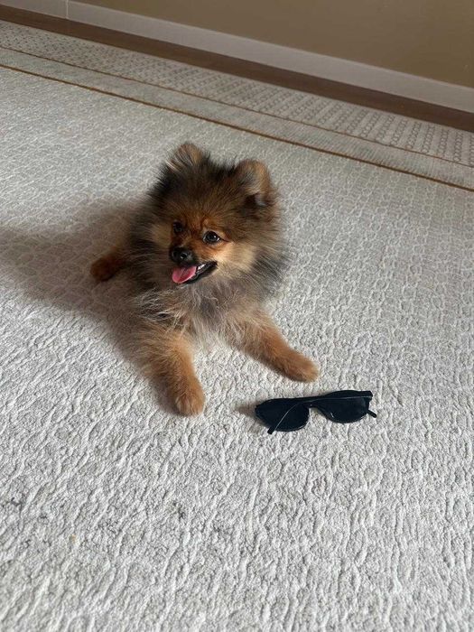 Продам померанский шпиц