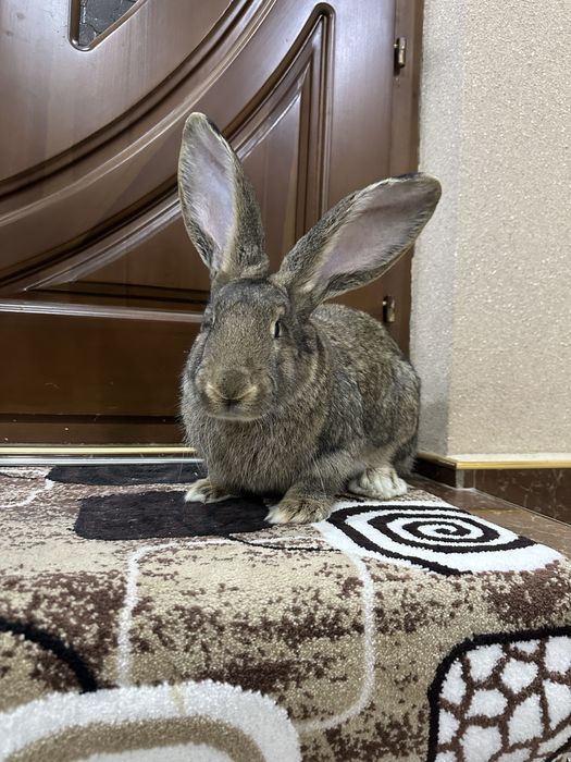 Flander sames sotiladi