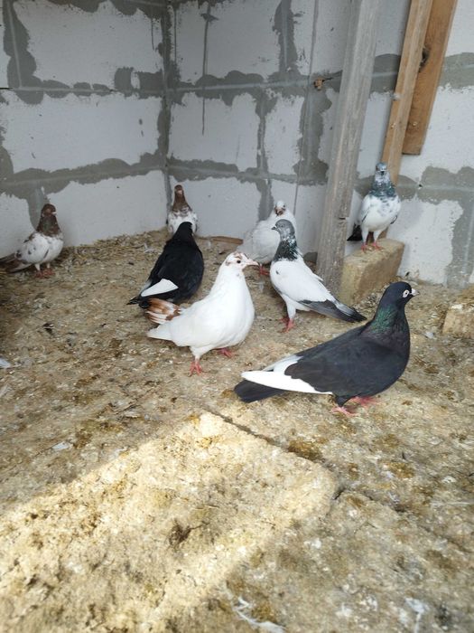 Продавам гълъби млади