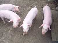 17 свиней живой вес