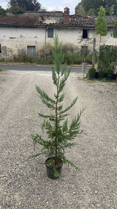 leylandii 120cm producator