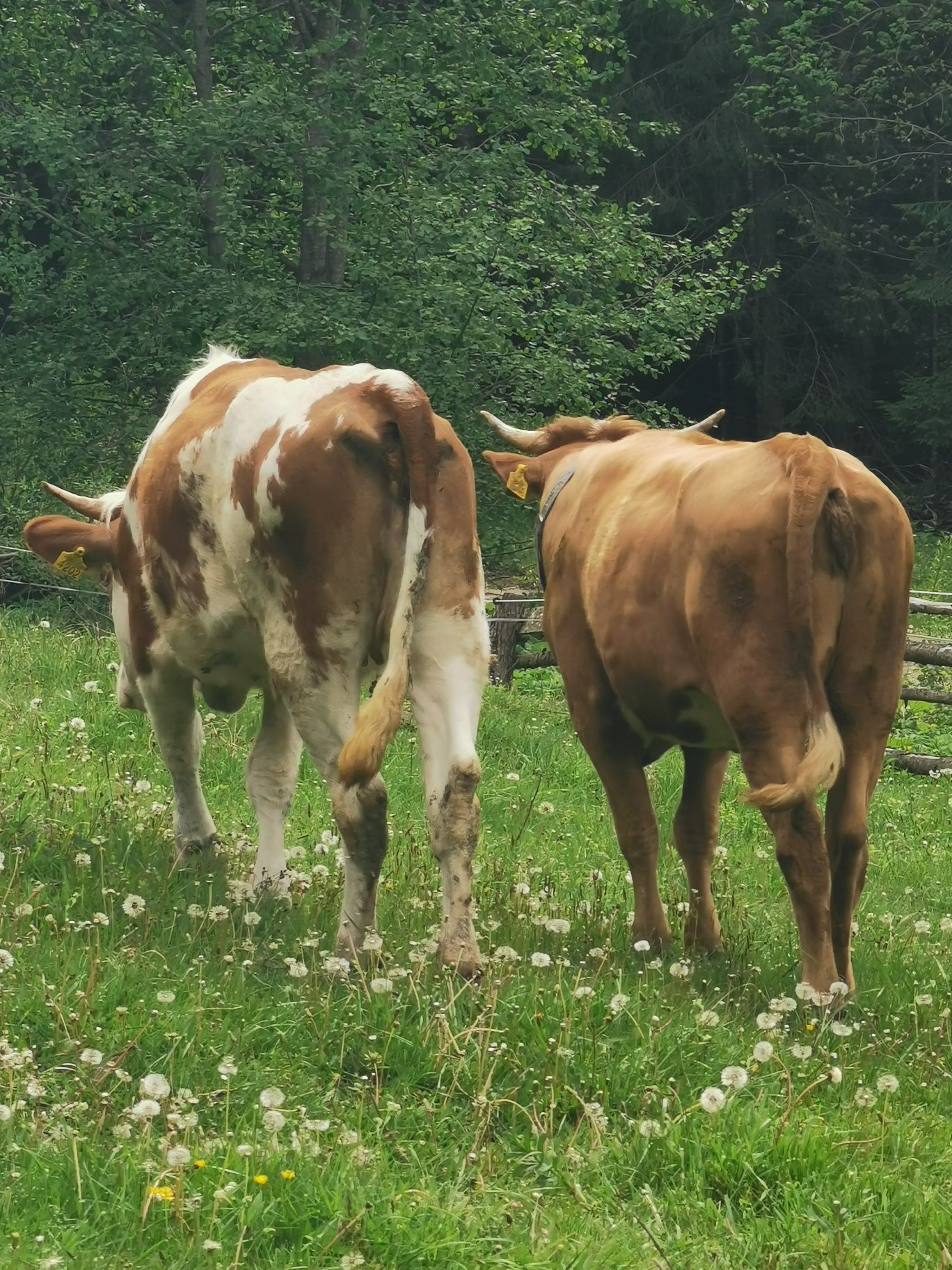 De vanzare doua junici de doi ani