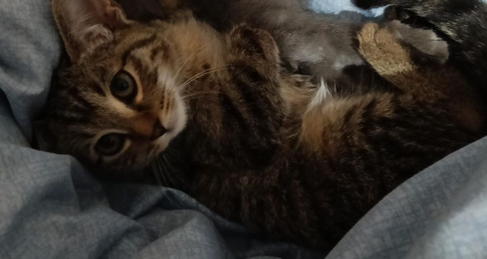 Отдам Котёнка в добрые руки